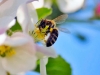 Biene in der Apfelblüte